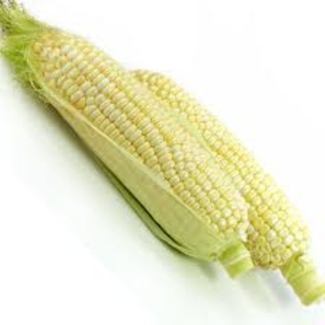 EVERGREEN SWEET CORN 